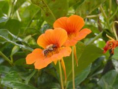 Eine der letzten "Tankstellen" Ende Oktober für Wildbienen