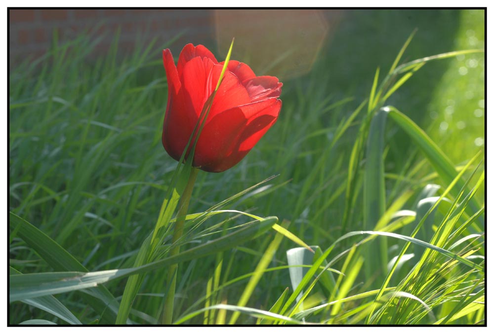 ..eine der letzten Tulpen im Abendlicht...