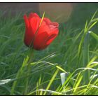 ..eine der letzten Tulpen im Abendlicht...