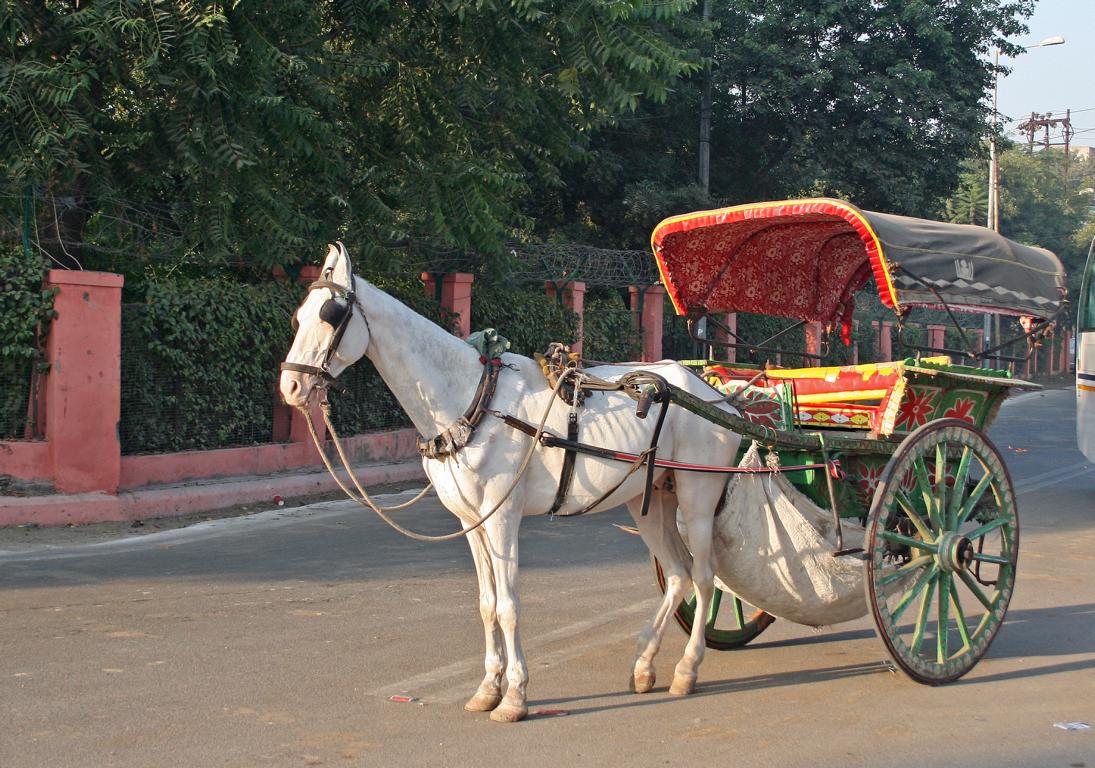 eine der Pferderikschas, die uns zum Taj Mahal bringen wird