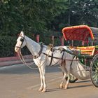 eine der Pferderikschas, die uns zum Taj Mahal bringen wird