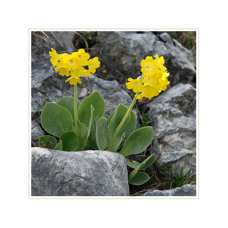 Eine der schönsten Alpenblumen