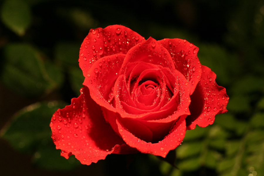 Eine Der Schonsten Blumen Foto Bild Pflanzen Pilze Flechten Bluten Kleinpflanzen Rosen Bilder Auf Fotocommunity