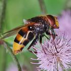 Eine der schönsten Schwebfliegen . . .