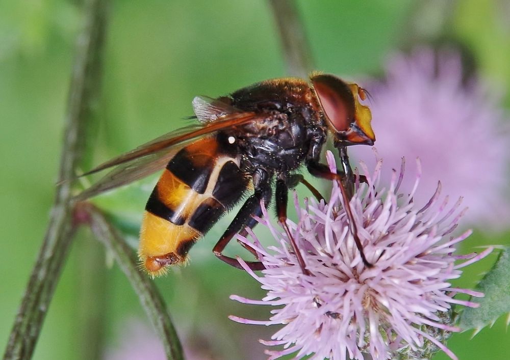 Eine der schönsten Schwebfliegen . . .