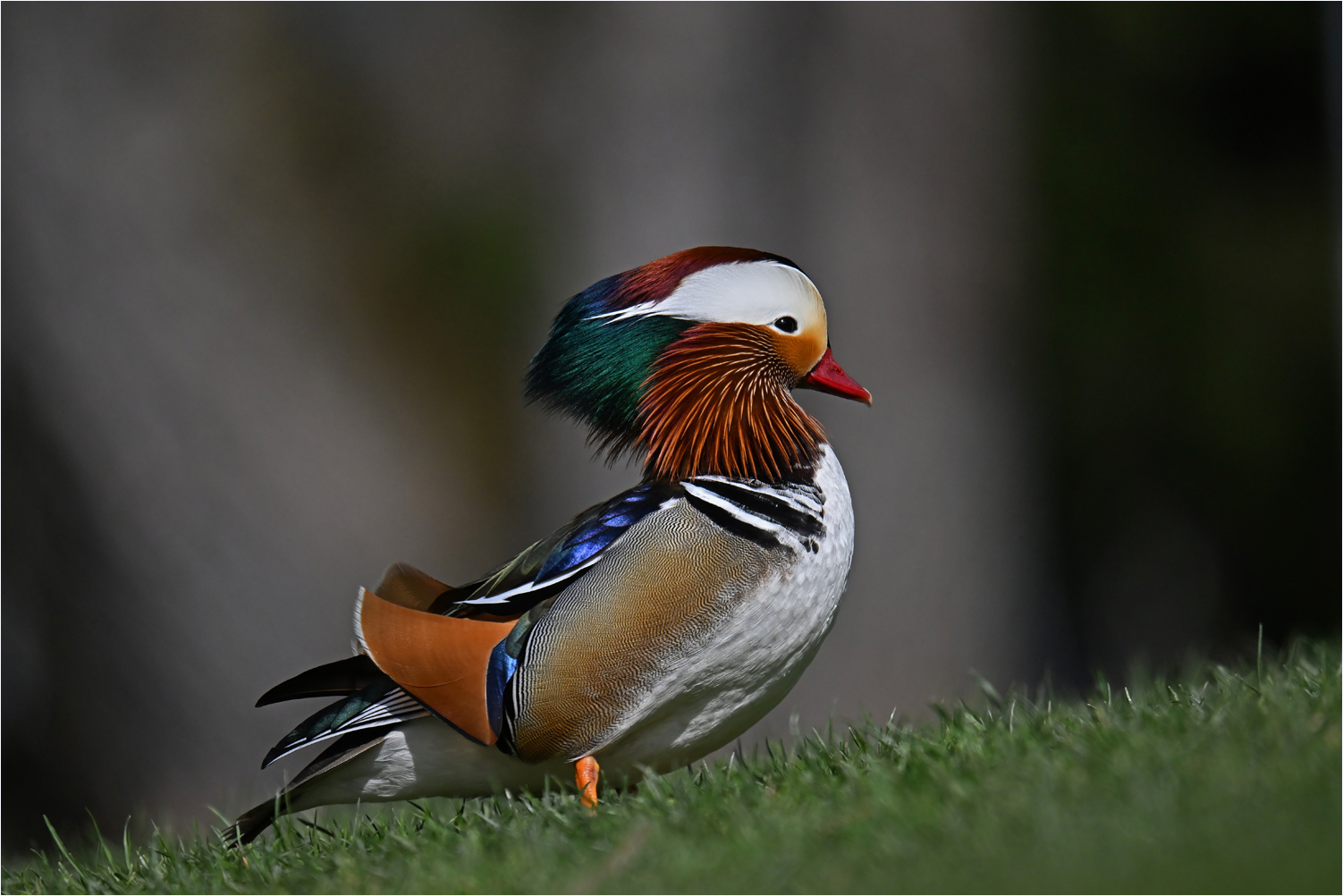 Eine der schönsten unter den Enten..