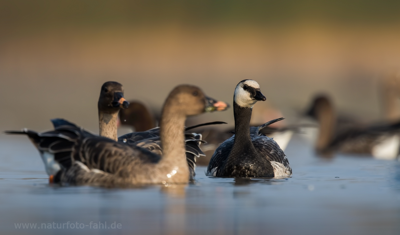 Eine der selteneren Gänse in Brandenburg...