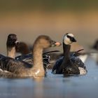 Eine der selteneren Gänse in Brandenburg...