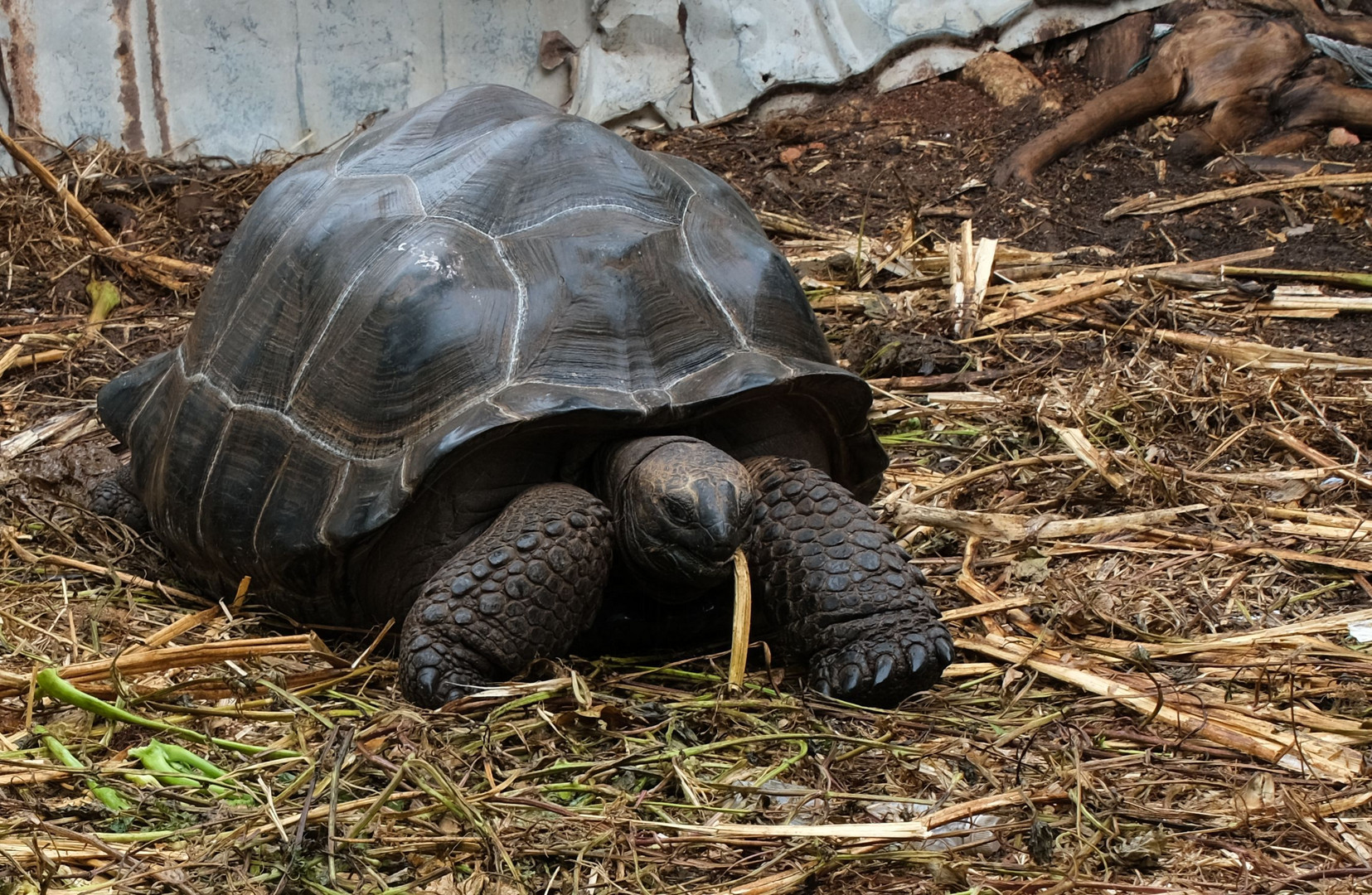 ...eine der Seychellen Riesenschildkröten...