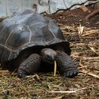 ...eine der Seychellen Riesenschildkröten...