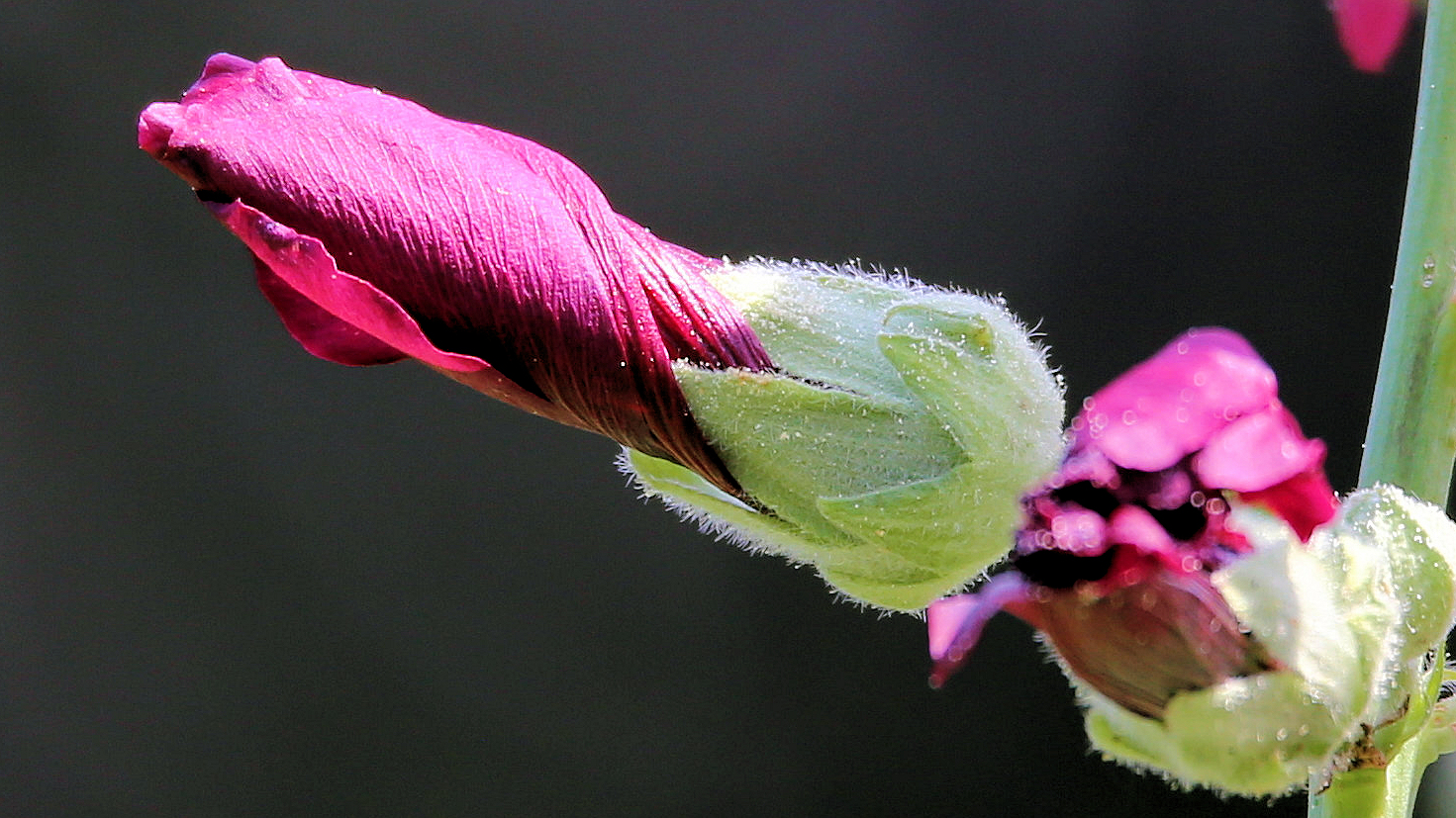 Eine der Stockrosen..