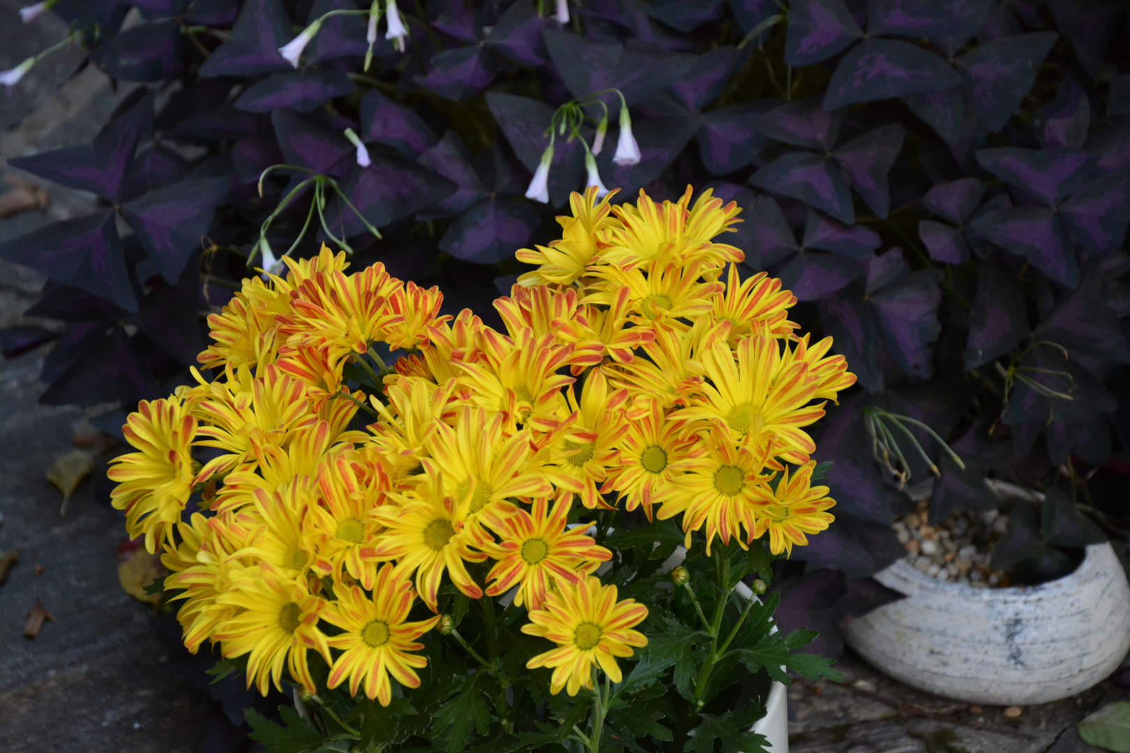 Eine der Topfblumen meiner lieben Gattin