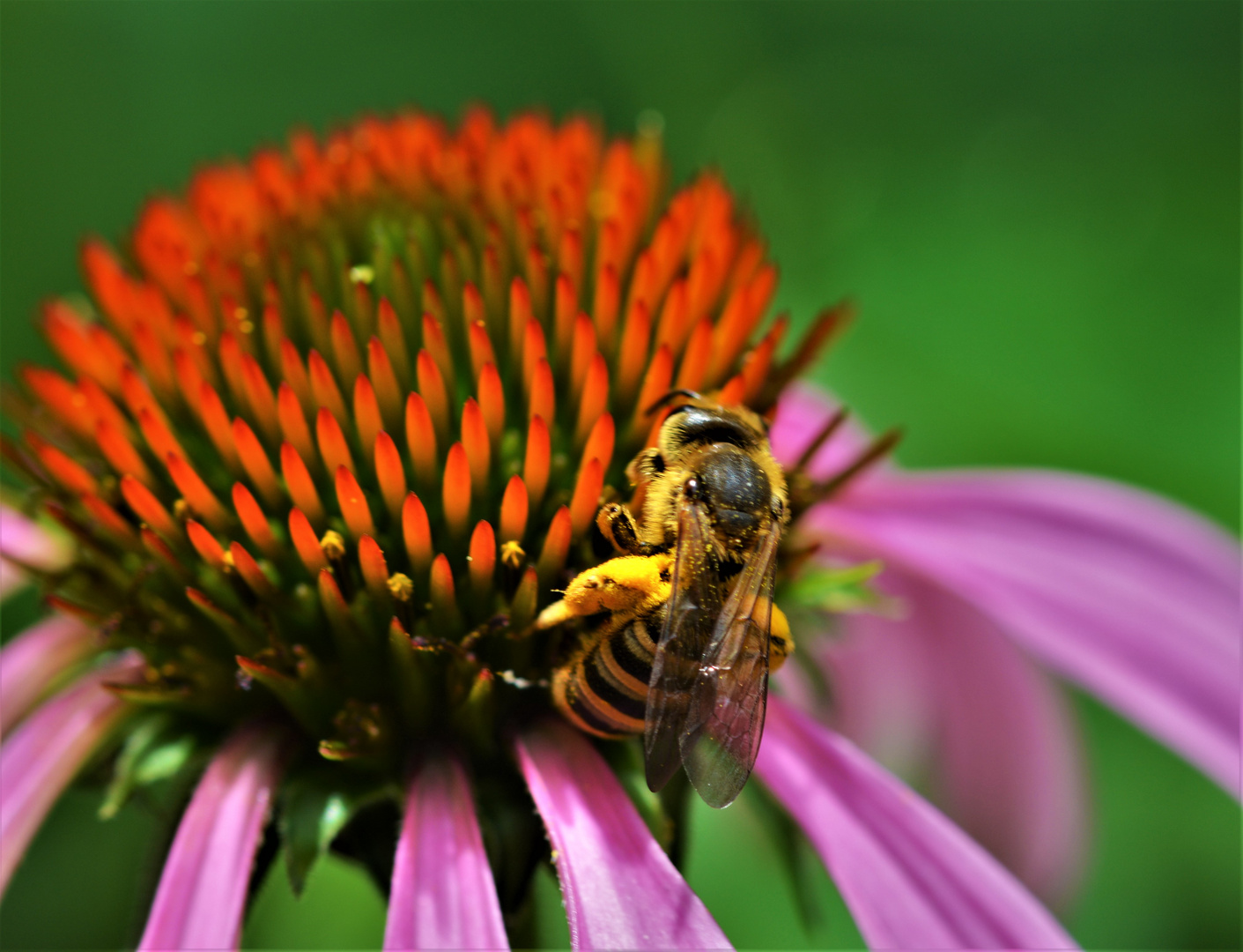 Eine der viele Wildbienen die den Garten besuchen