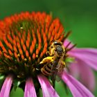 Eine der viele Wildbienen die den Garten besuchen