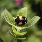 Eine der vielen Farbvarianten des Asiatischen Marienkäfers (Harmonia axyridis)