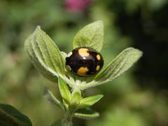 Eine der vielen Farbvarianten des Asiatischen Marienkäfers (Harmonia axyridis)