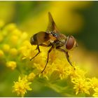 Eine der vielen Fliegenarten auf der Goldrutenblüte ,