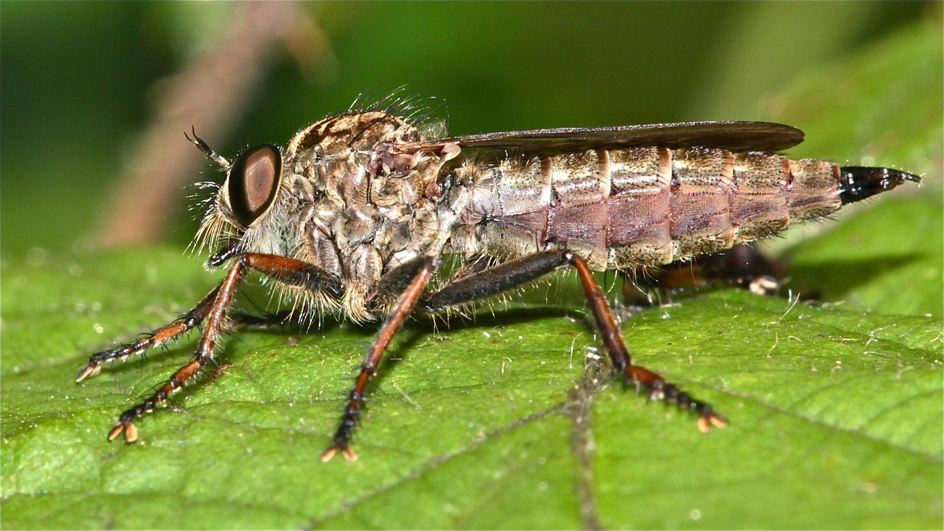 Eine der vielen Raubfliegenarten (Fam. Asilidae), die es bei uns gibt: ...