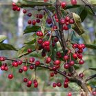 Eine der vielen schönen Farben des Herbstes