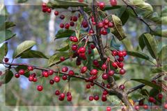 Eine der vielen schönen Farben des Herbstes