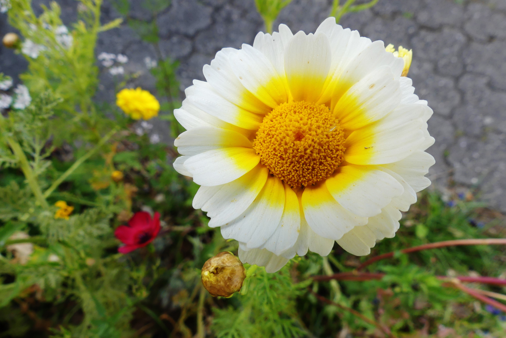 Eine der vielen schönen Frühlingsblüten ...