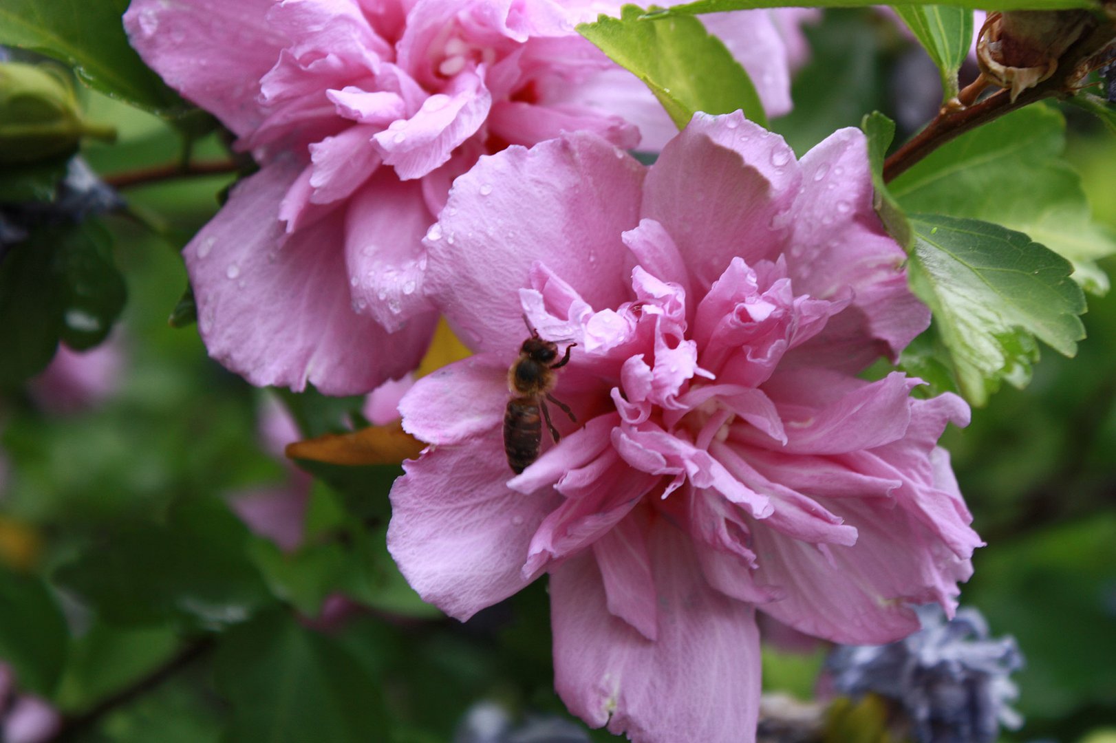 eine der wenigen Bienen dieses Jahr