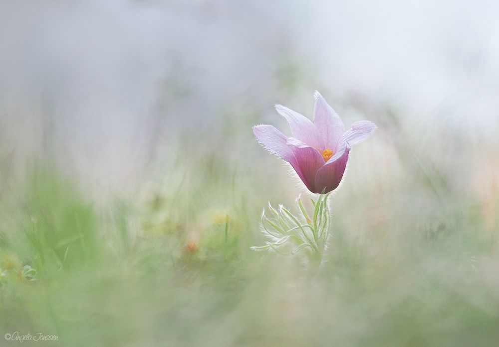 Eine der wenigen rosa farbigen Küchenschellen