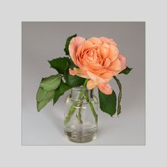 Eine der wenigen Rosen....