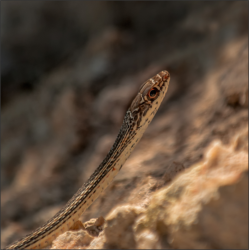 eine "desert striped whip snake"