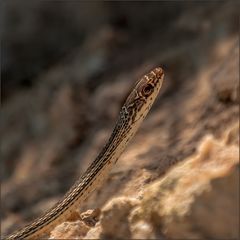 eine "desert striped whip snake"