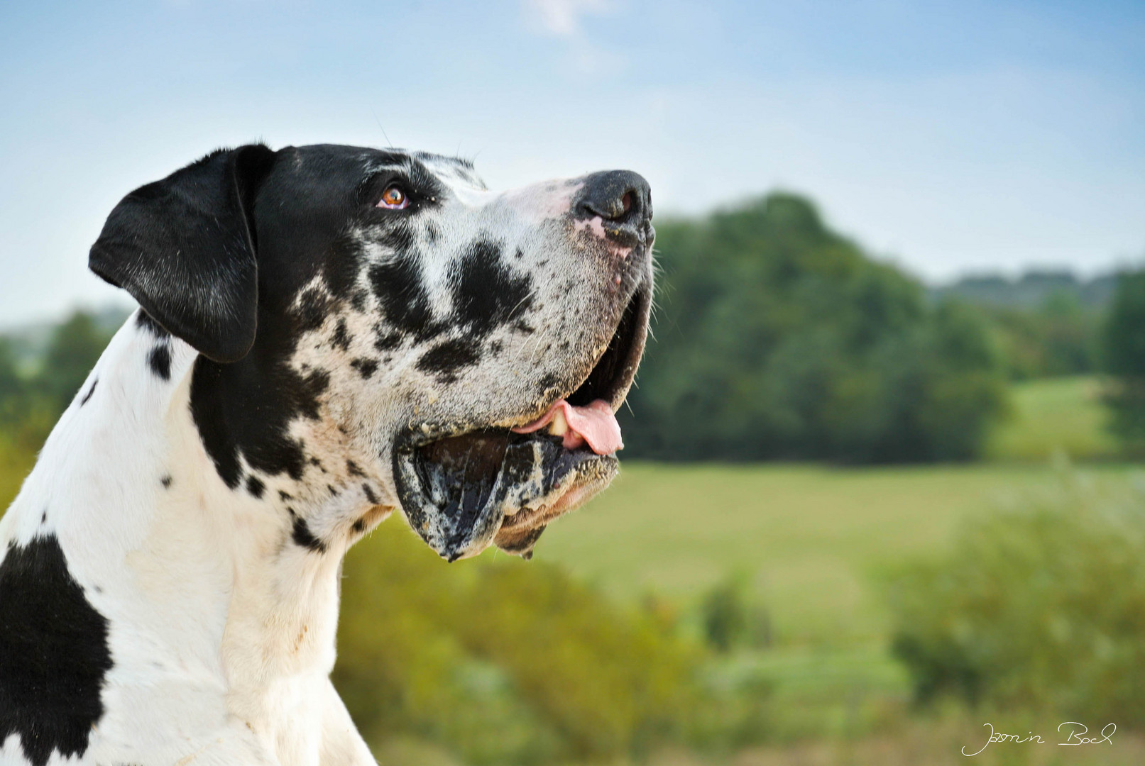 Eine Deutsche Dogge hat immer alles im Blick!