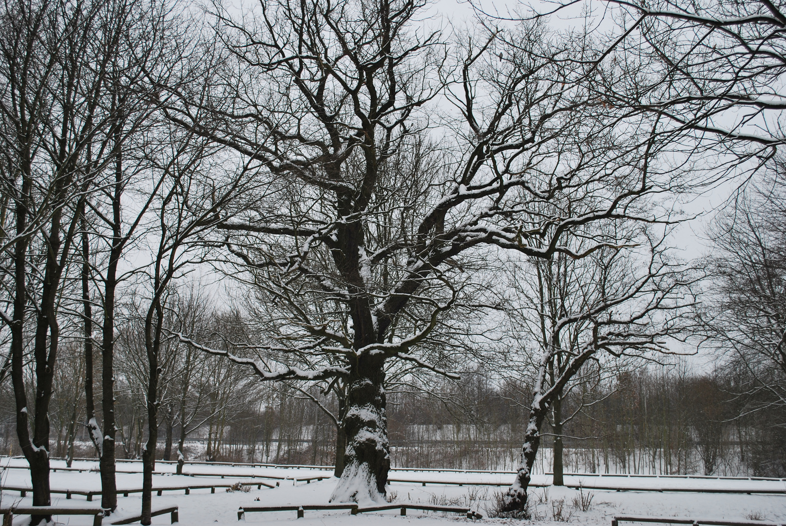 Eine dicke alte Eiche im Winter