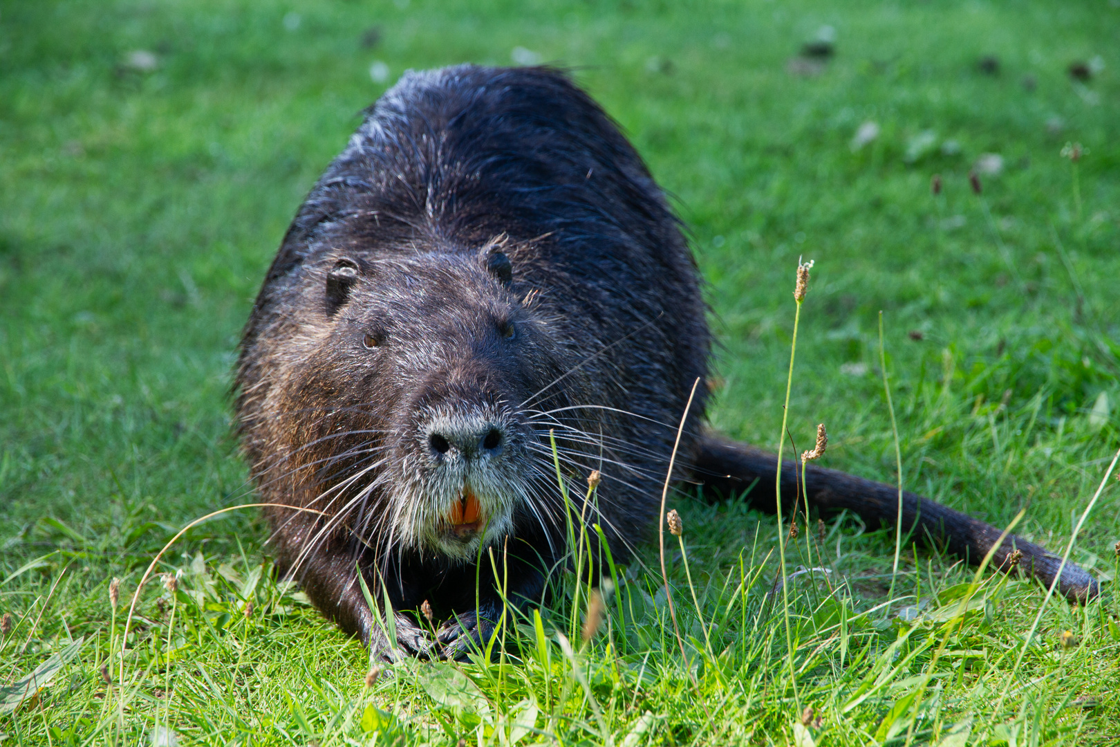 Eine dicke erwachsene Nutria