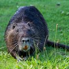 Eine dicke erwachsene Nutria