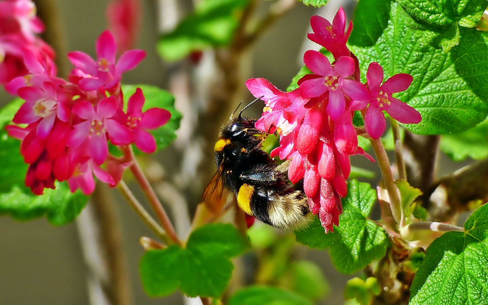 Eine dicke Hummel . . .