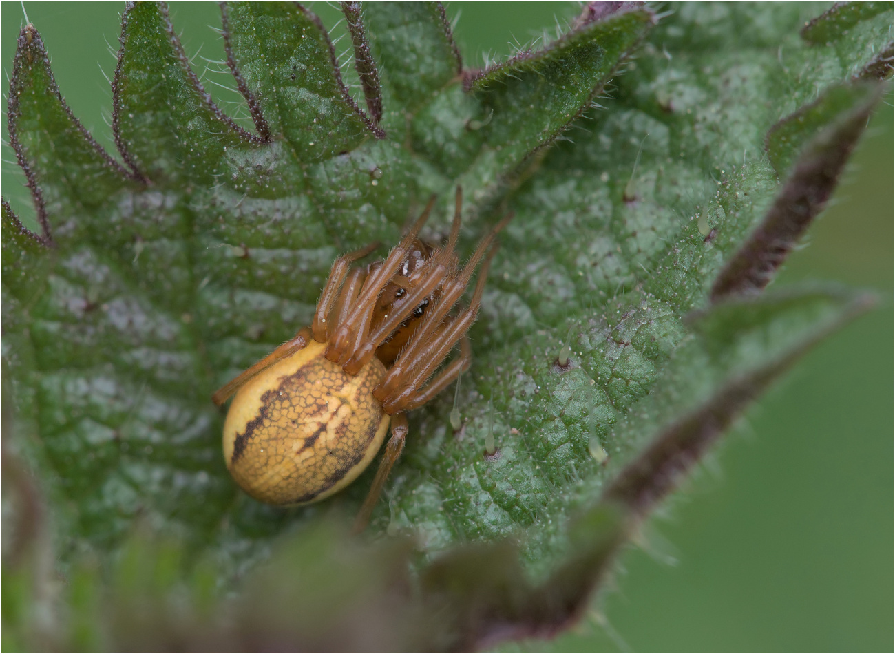 Eine Dickkieferspinne ...