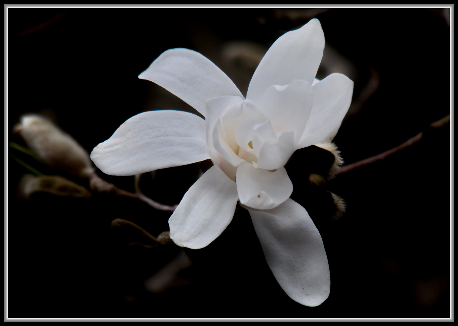 Eine Dienstagsblüte zum Frühling.