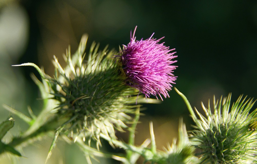 Eine Distel