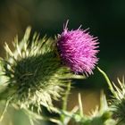 Eine Distel