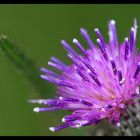 Eine Distel ?