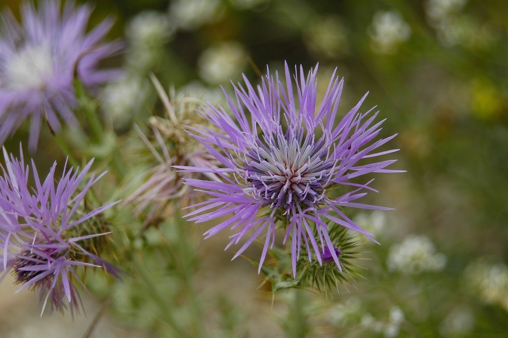 Eine Distel