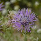 Eine Distel