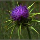 Eine Distel