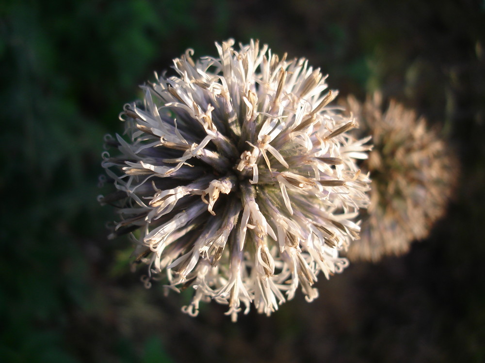 Eine Distel am Rande eines Klosterareals..