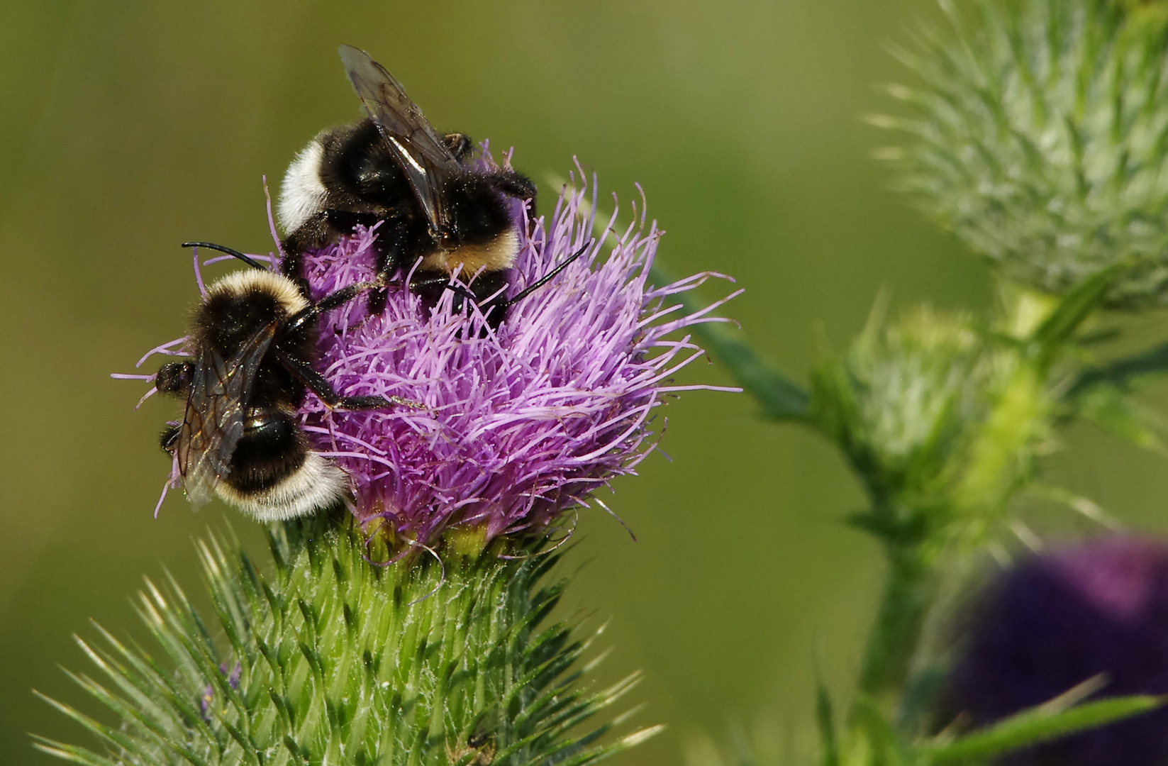 eine Distel am Waldrand