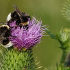 eine Distel am Waldrand