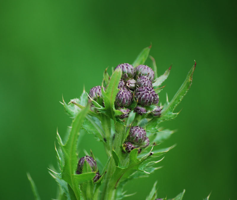 Eine Distel (Aufnahme ohne Rahmen)