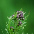 Eine Distel (Aufnahme ohne Rahmen)