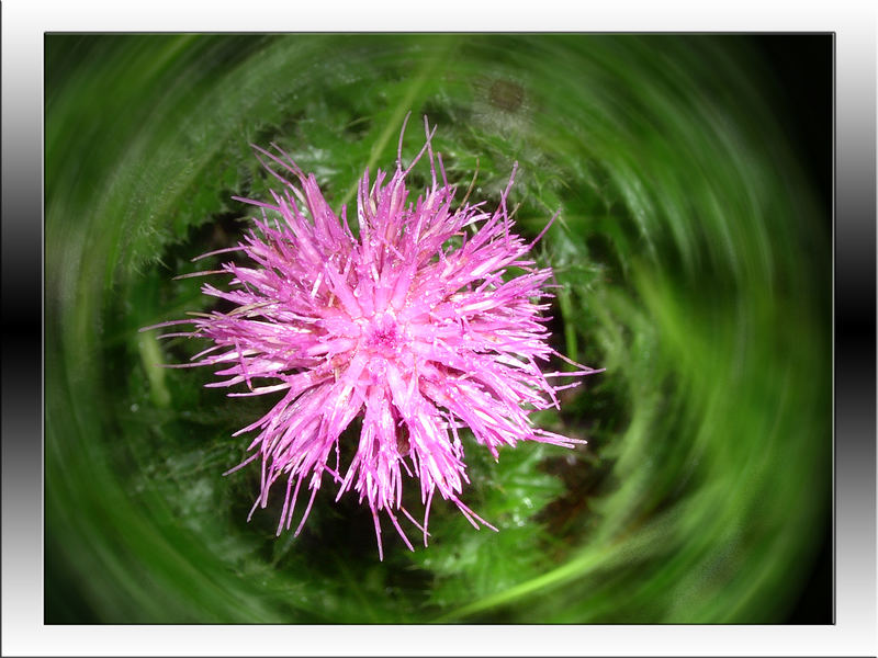 Eine Distel aus Thüringen