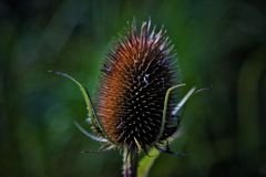 Eine  Distel